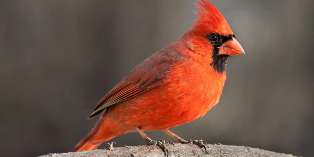 Northern Cardinal