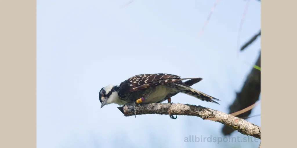 Northern Flicker