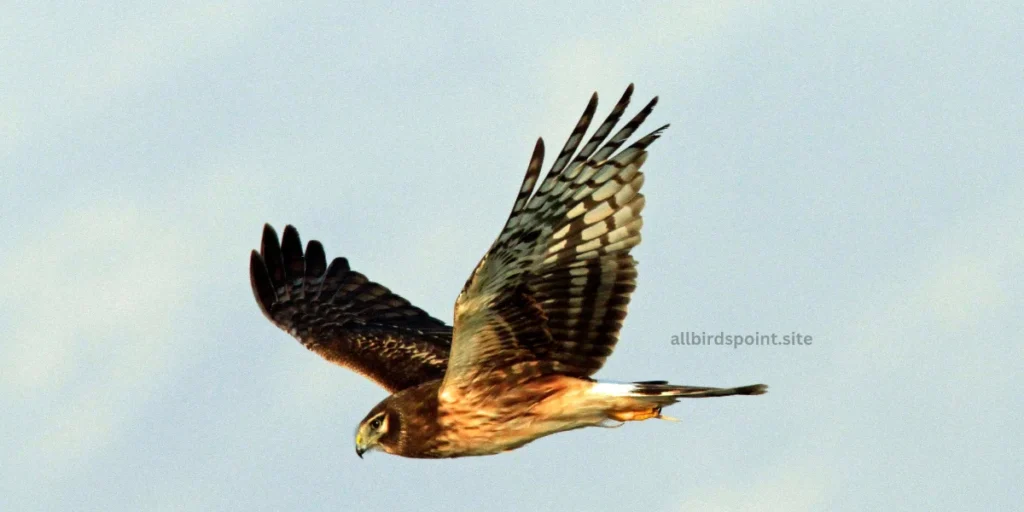 Northern Harrier (Circus hudsonius)