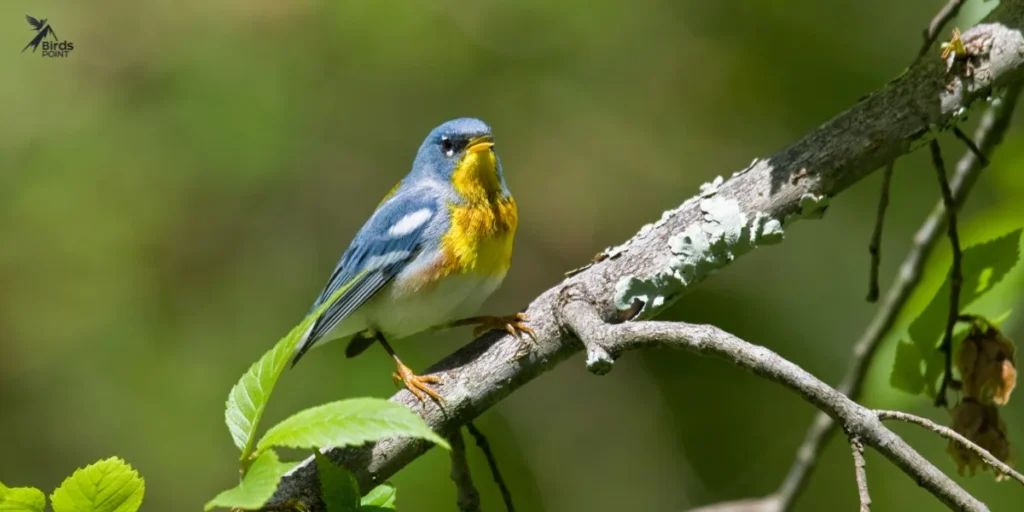 Northern Parula