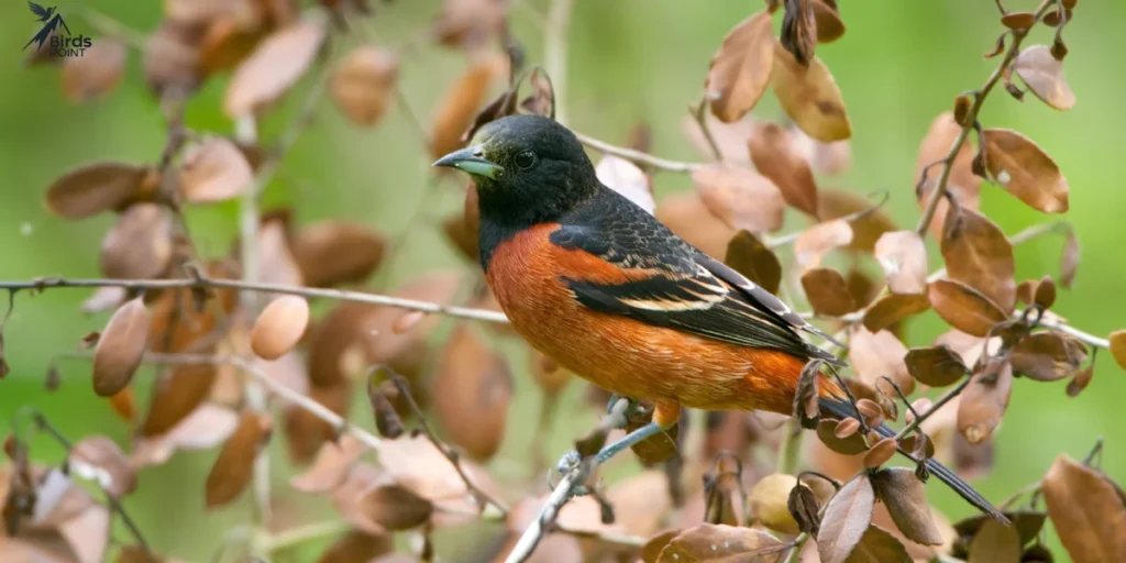 Orchard Oriole