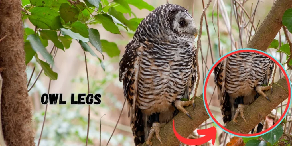 Owl Legs