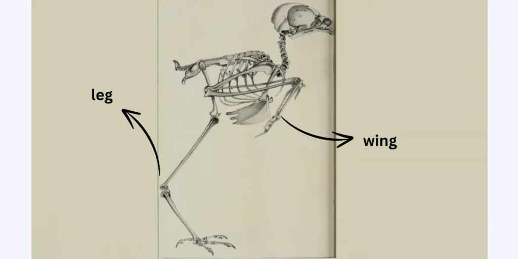 Owl bone structure 