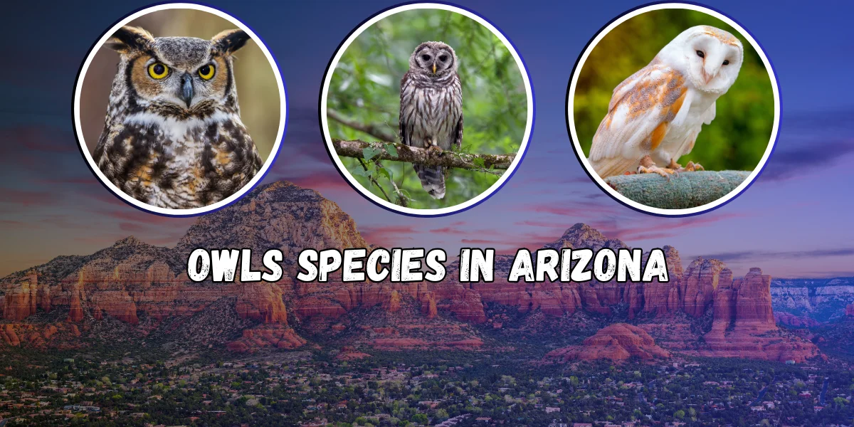 Owls Species In Arizona