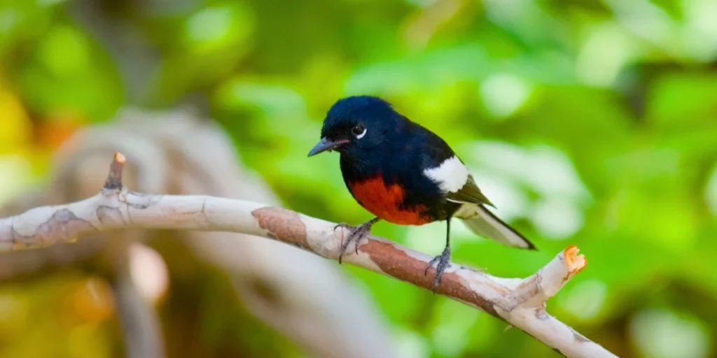 Painted Redstart