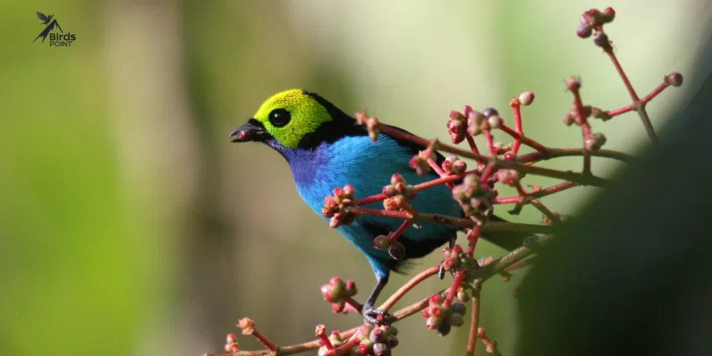 Paradise Tanager