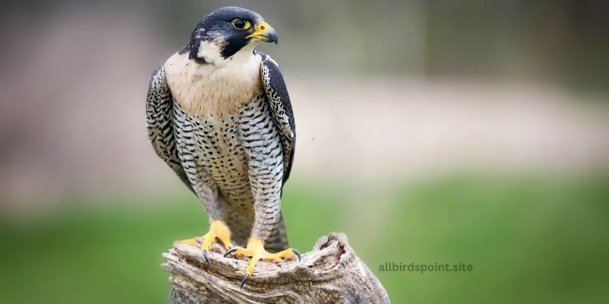 Falcons in Michigan