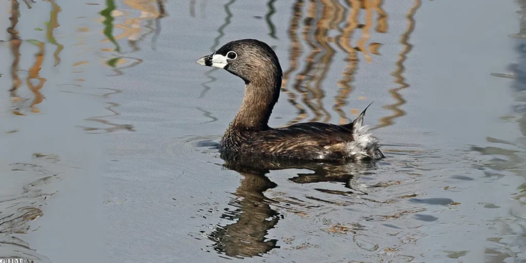 Pied-billed Grebe