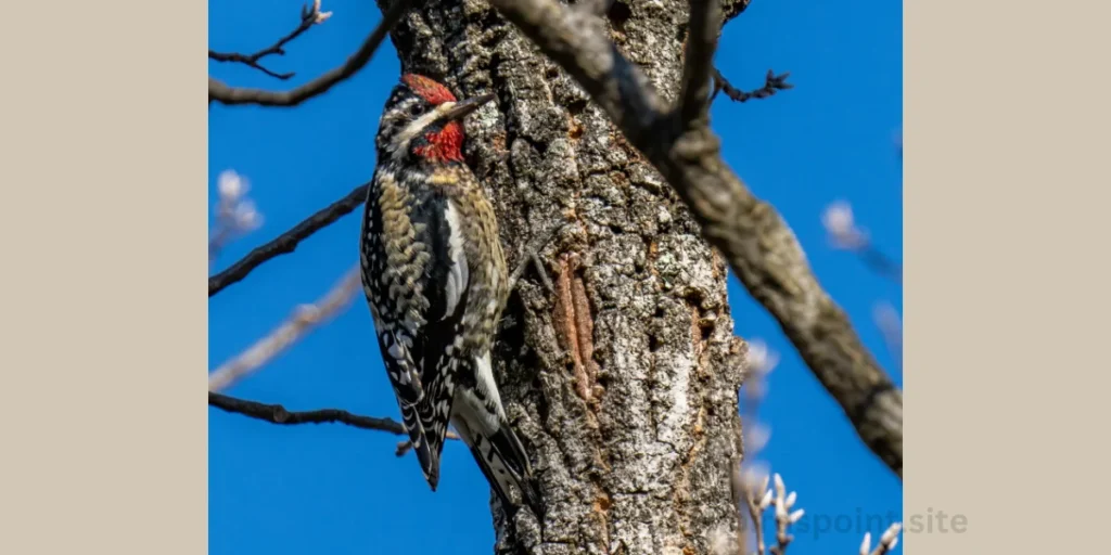 Pileated Woodpecker