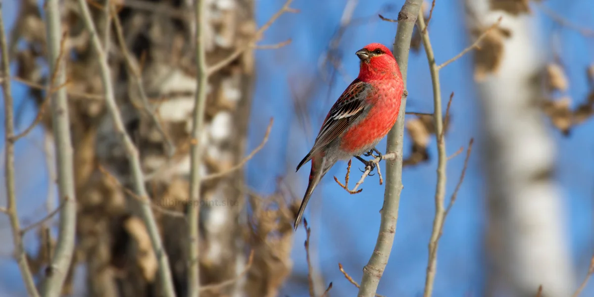 Small Birds with Red Heads