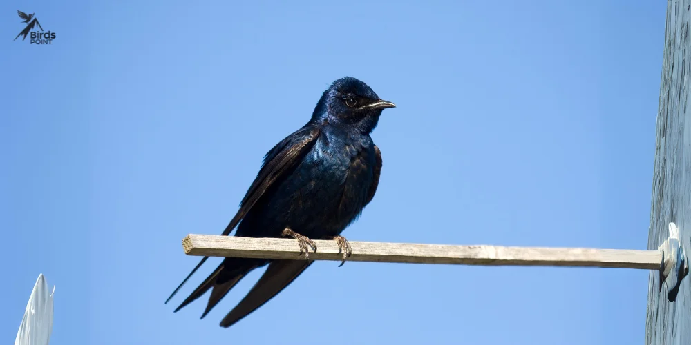 Purple Martin