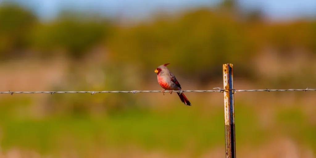 Pyrrhuloxia