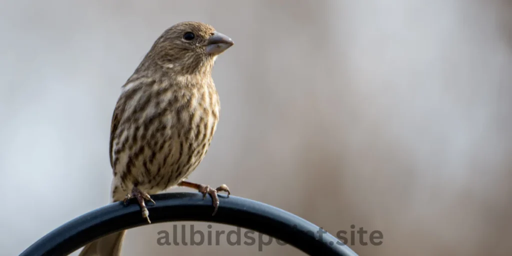 Quail Finch