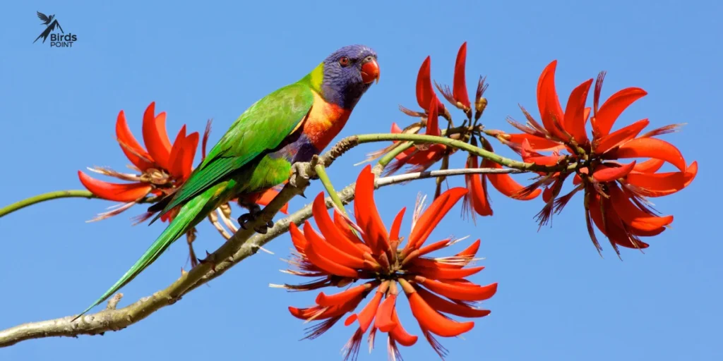 Rainbow Lorikeet