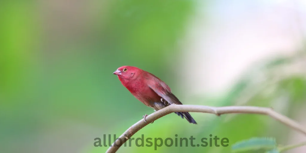 Red-billed Firefinch