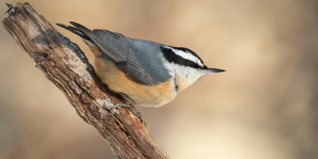 Red-breasted Nuthatch