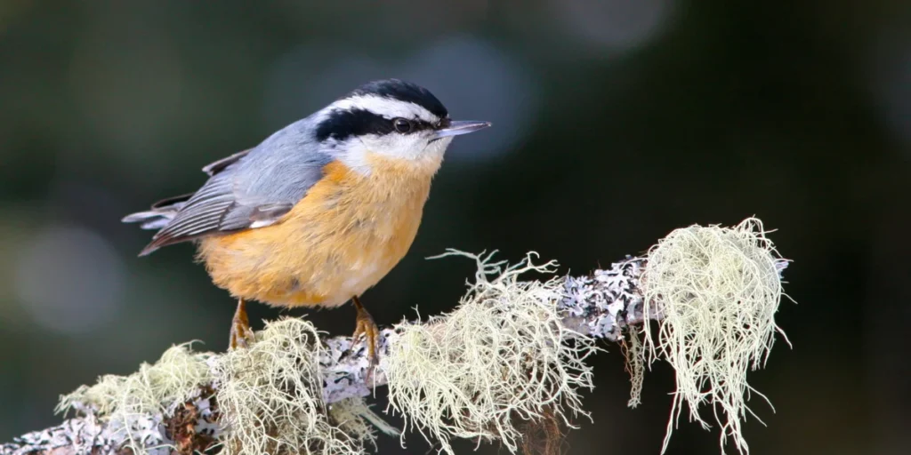 Red-breasted Nuthatch