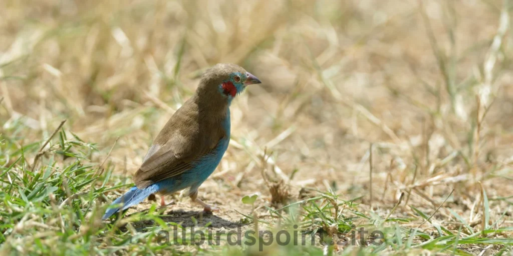 African Finches Red-cheeked Cordon-bleu