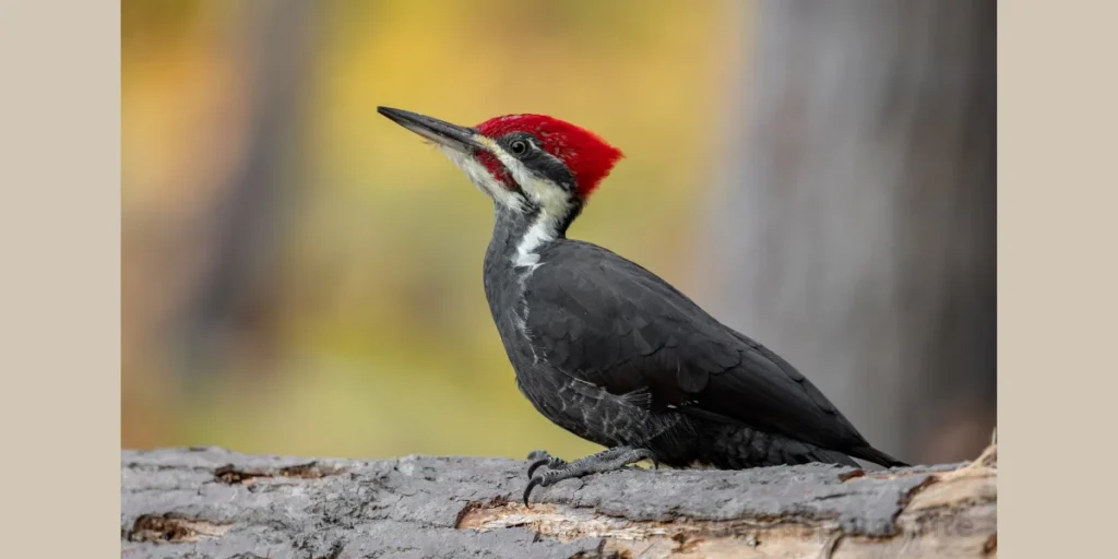 Yellow-bellied Sapsucker