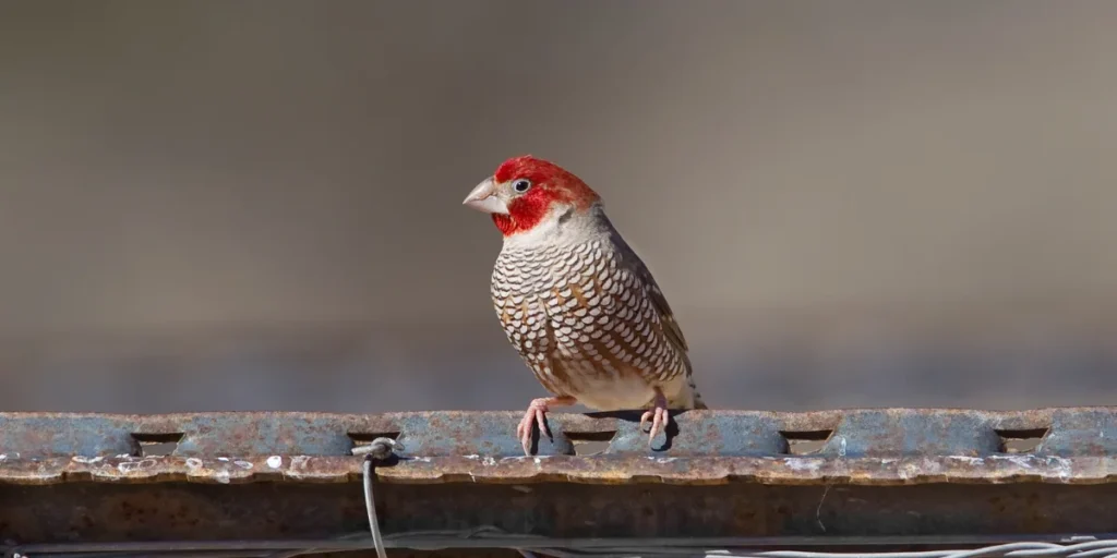 Red-headed Finch