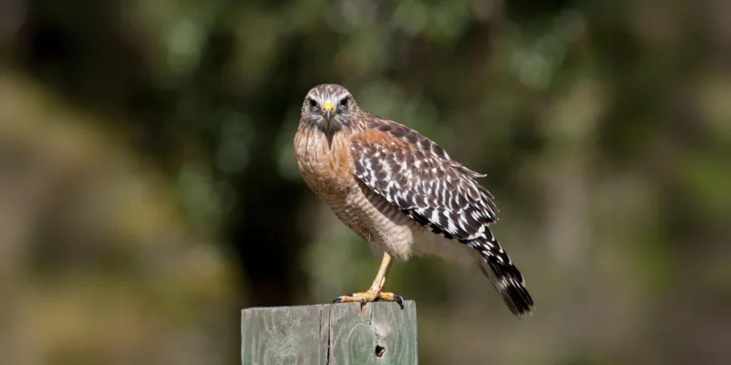 Red-shouldered Hawk A Vibrant Raptor of Georgia’s Woodlands