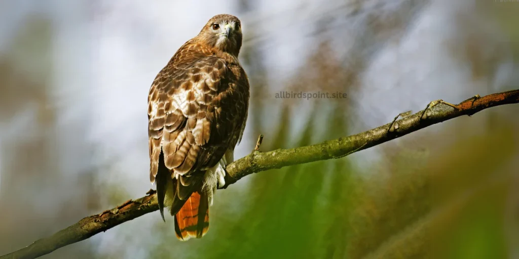 Red-tailed Hawk (Buteo jamaicensis)