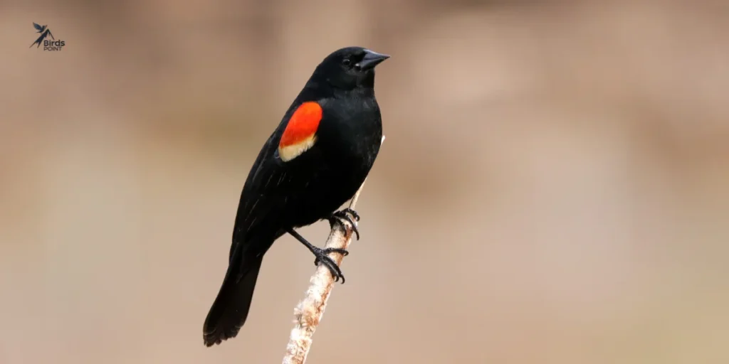 Red-winged Blackbird