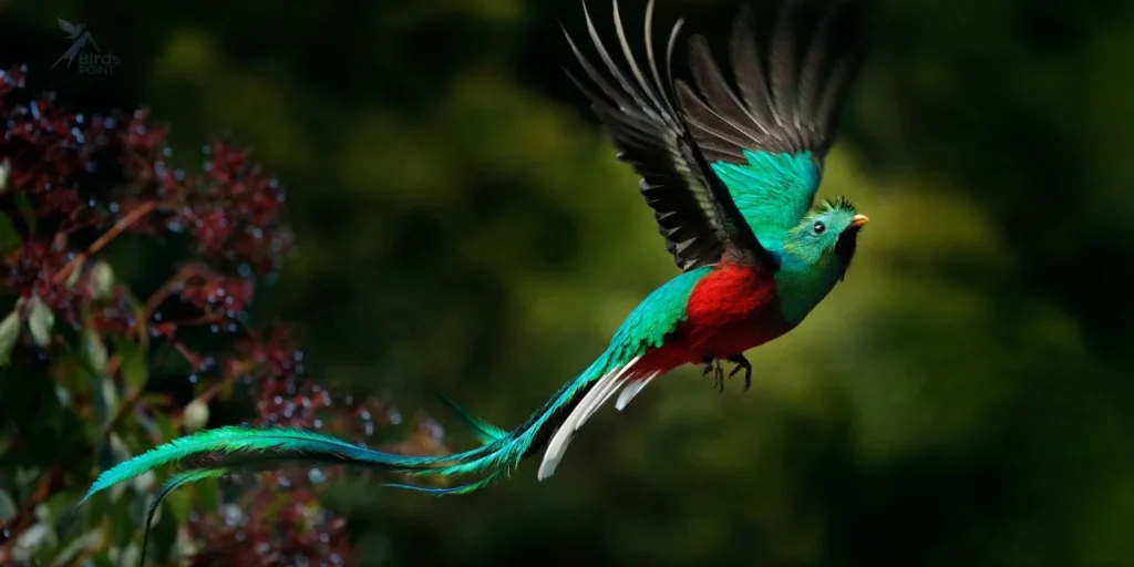 Resplendent Quetzal