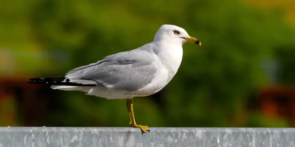 Ring-billed Gull