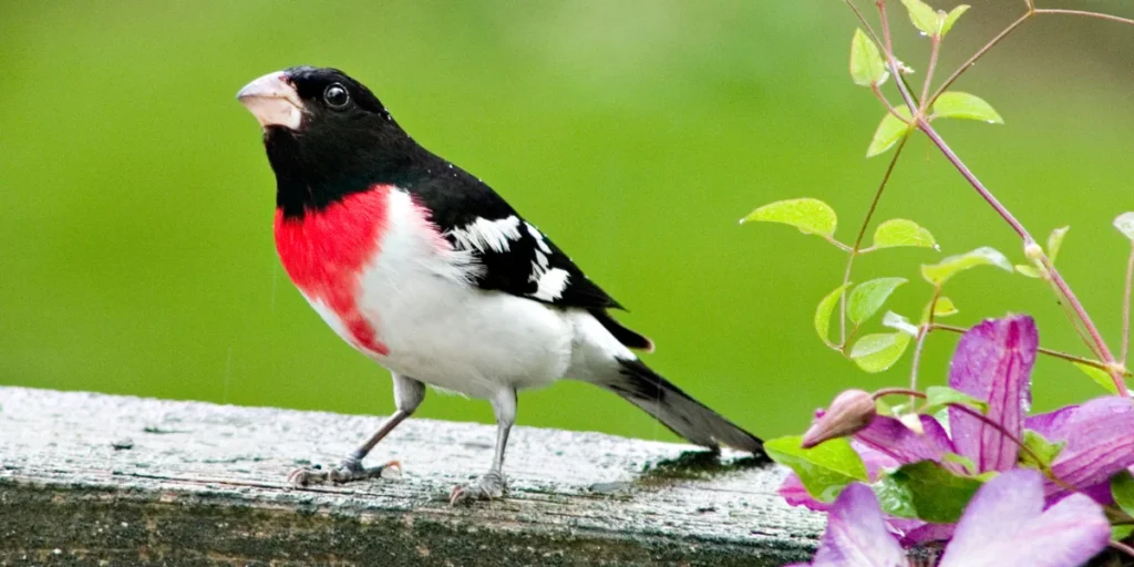 Rose-breasted Grosbeak