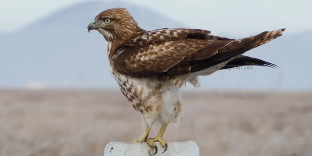 Rough-legged Hawk A Winter Visitor to Georgia’s Open Landscapes