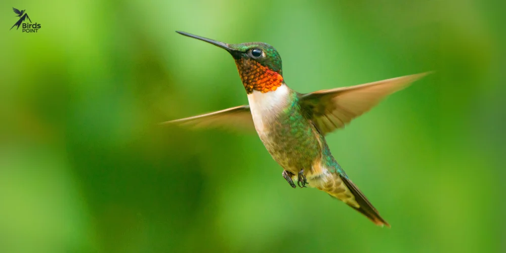 Ruby-throated Hummingbird