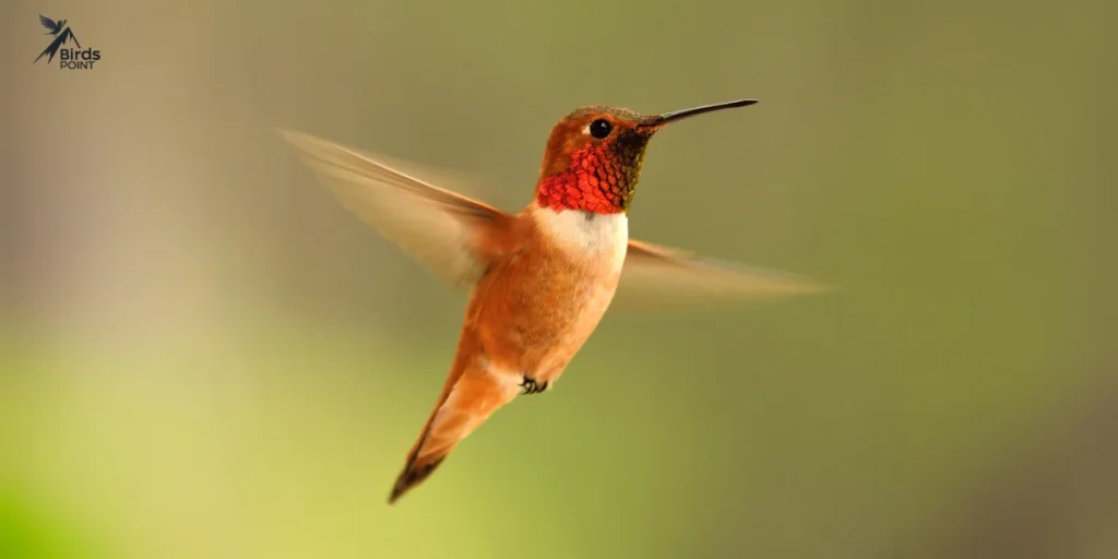 Rufous Hummingbird photo