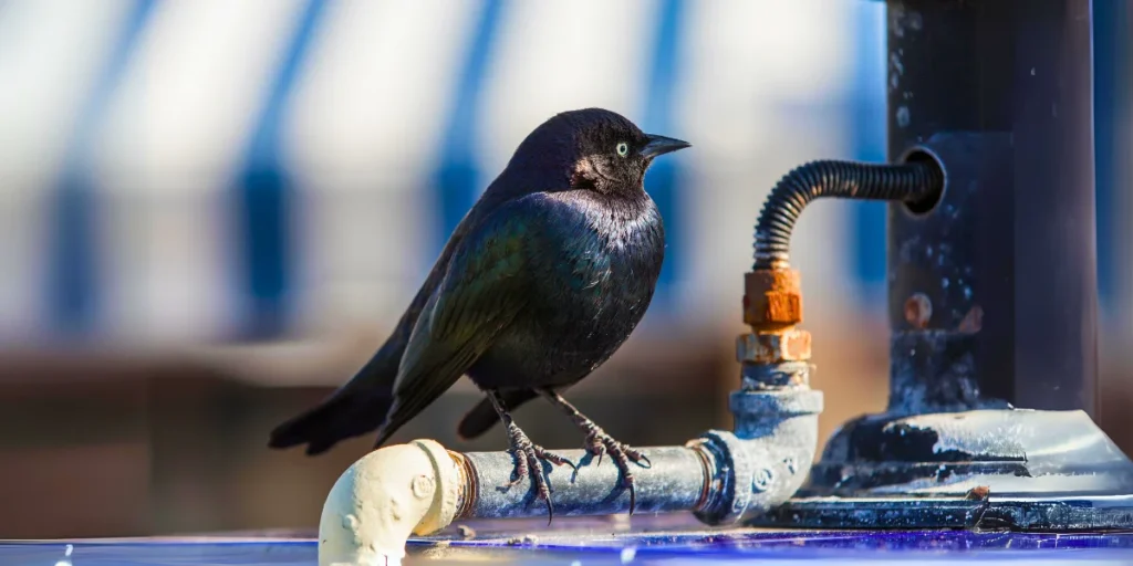 Rusty Blackbird