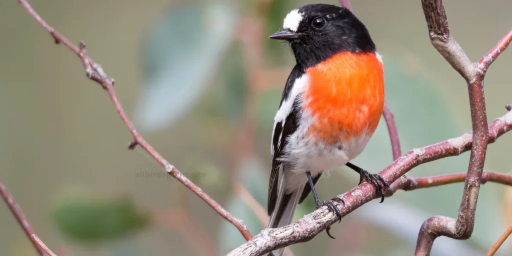 Scarlet Robin