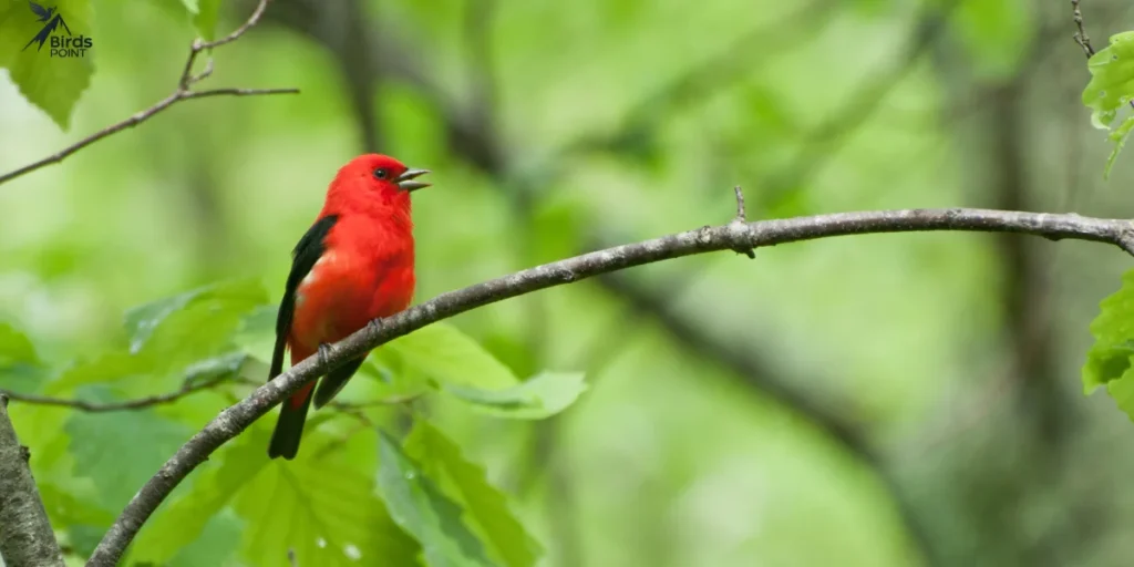 Scarlet Tanager