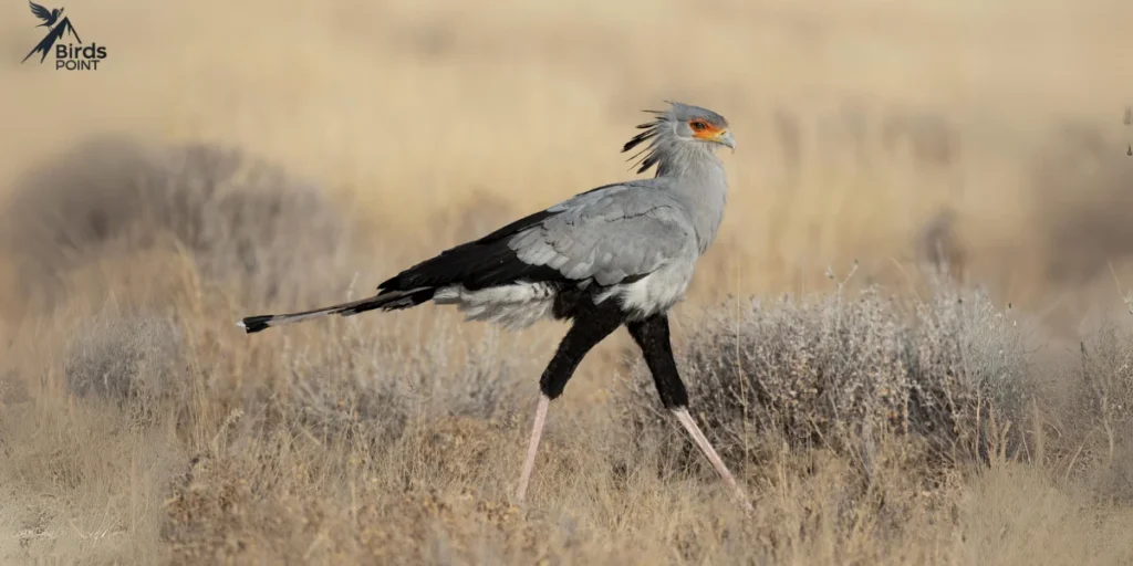 Secretary Bird