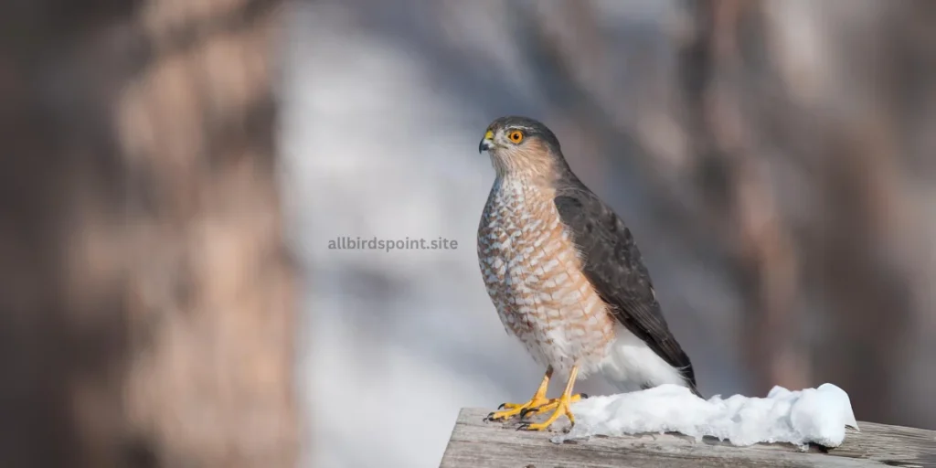 Sharp-shinned Hawk (Accipiter striatus)