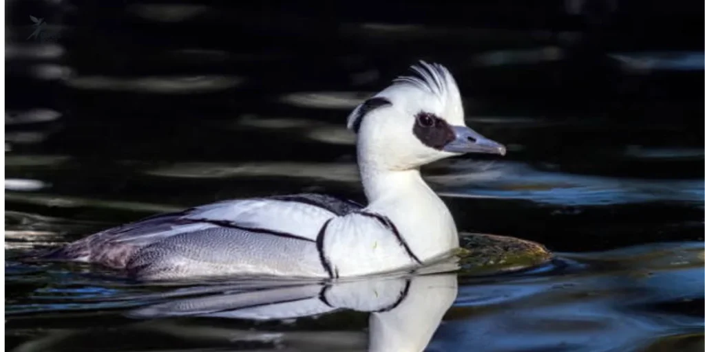 Smew