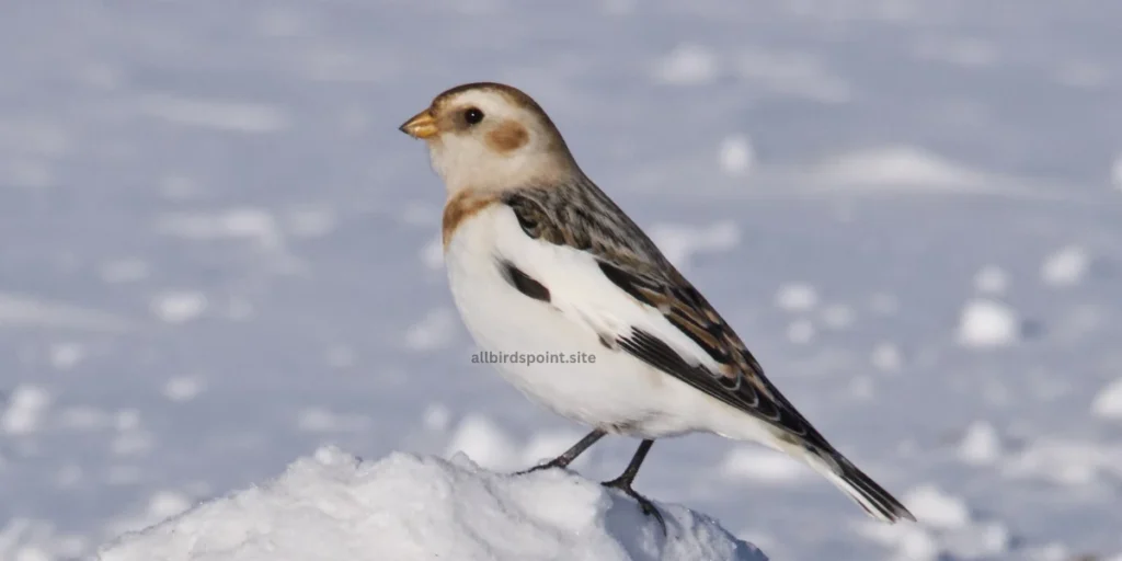 Snow Bunting