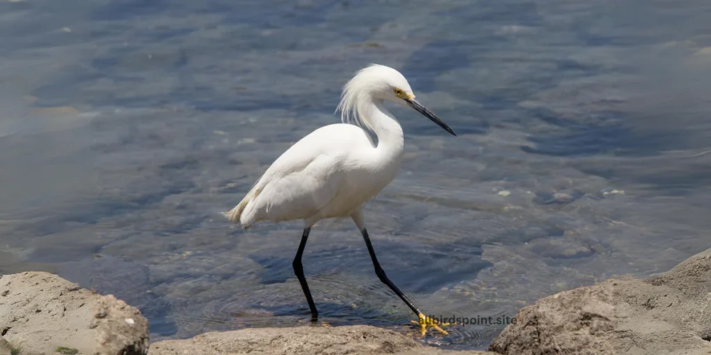 Snowy Egret