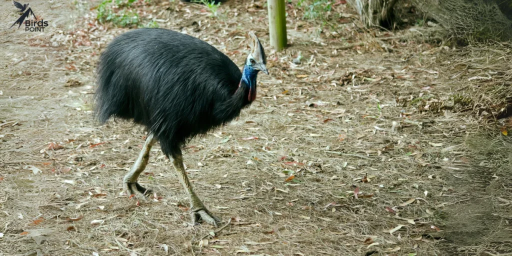 Southern Cassowary