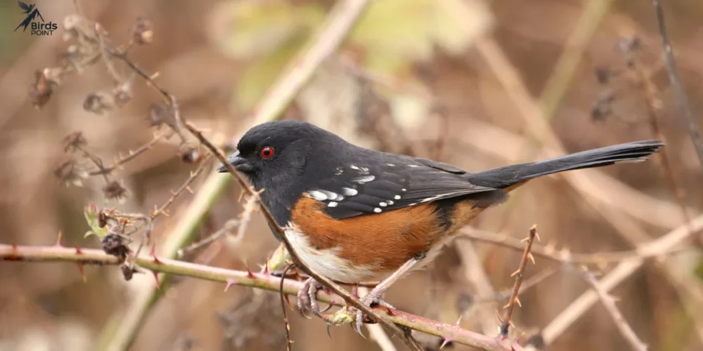 Spotted Towhee