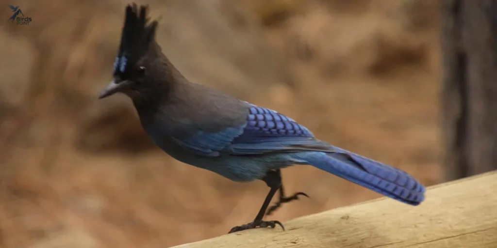 Steller’s Jay