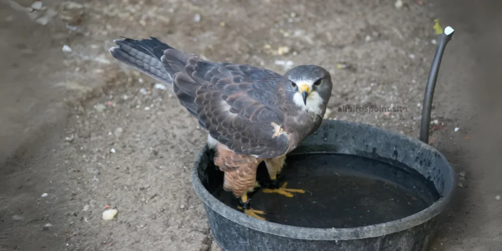 Swainson’s Hawk A Long-Distance Migrant in Georgia