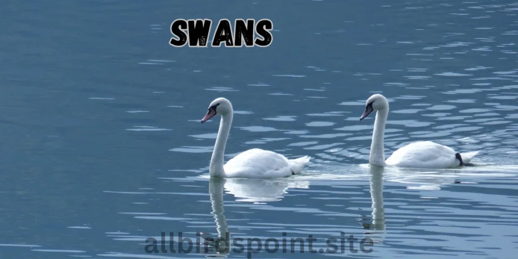 Swans