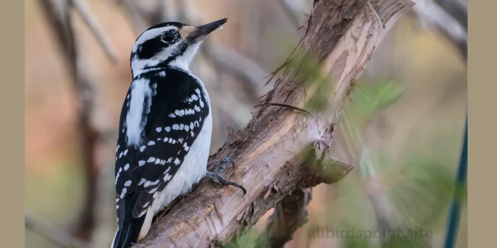 Three-toed Woodpecker