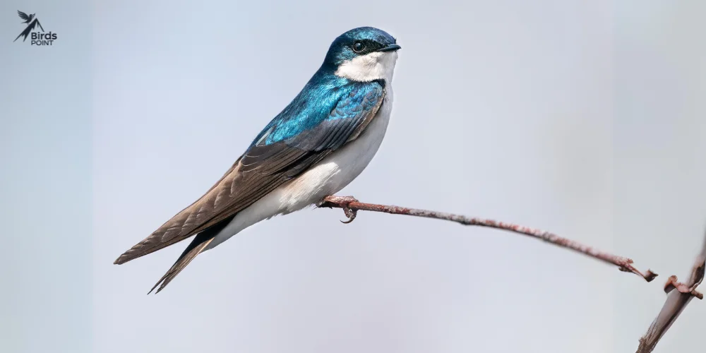 Tree Swallow