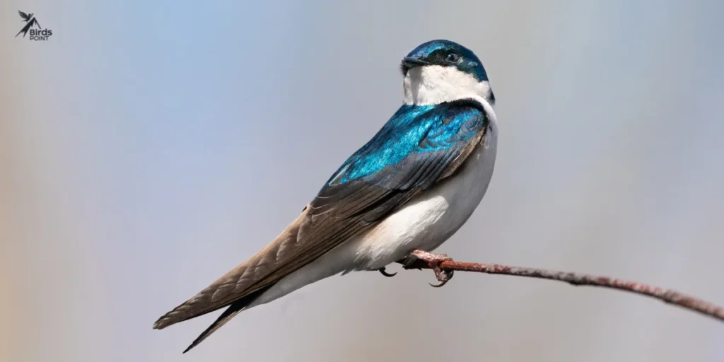 Tree Swallow