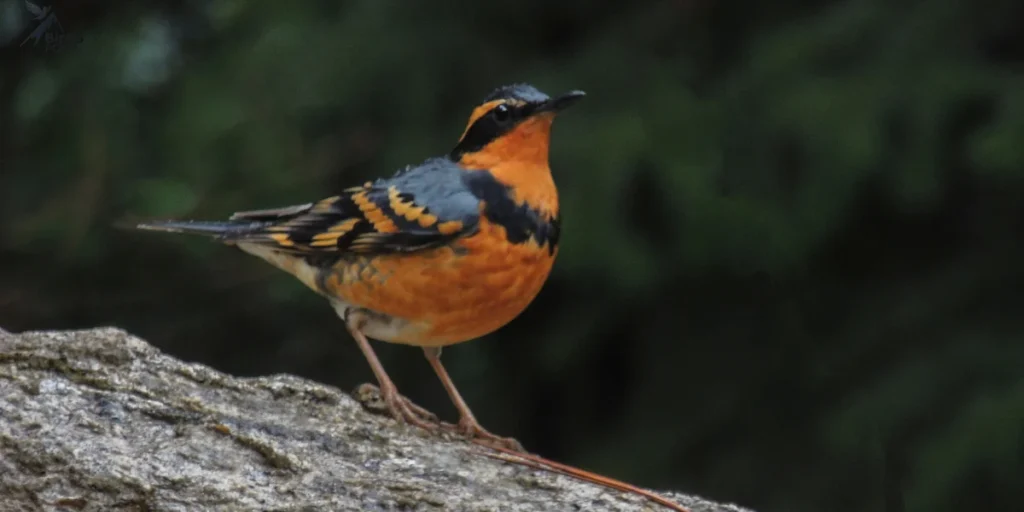 Varied Thrush